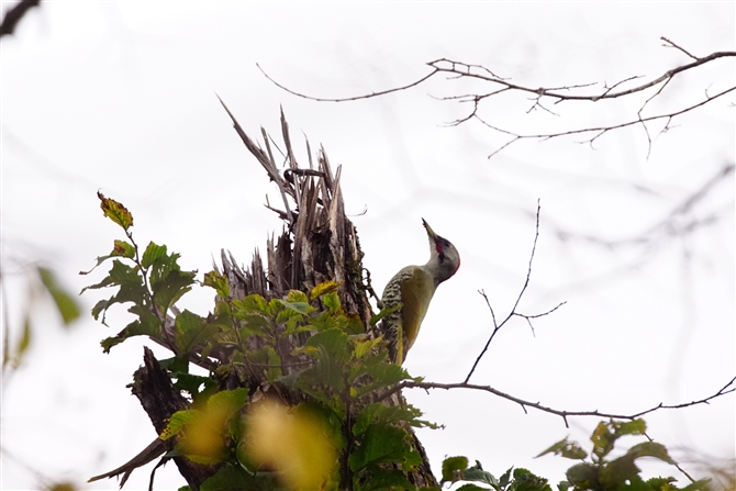 AIQ,Japanse Green Woodpecker
